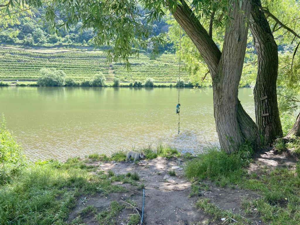 Lieblingsplatz Koblenz Villa Koblenz  Dış mekan fotoğraf
